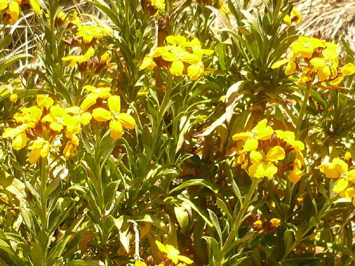 Erysimum cheiri (Brassicaceae)